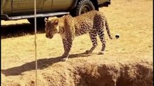 The Leopard Outsmarts the Trap! 😲