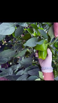 How to harvest bell peppers?