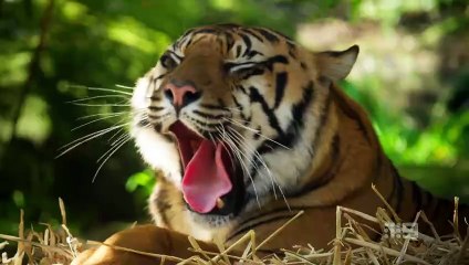 taronga whos who in the zoo s06e07