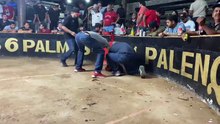 El Mariachi- Dimas, Sinaloa 1