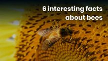 6 interesting facts about bees