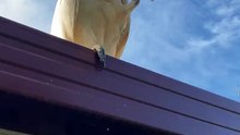 Australian bird