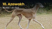 The 10 most expensive dog breeds in the world