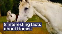 8 interesting facts about Horses