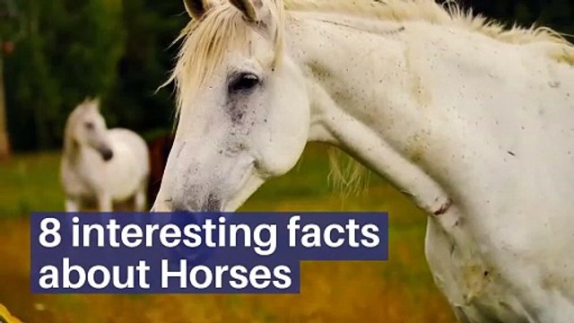 8 interesting facts about Horses