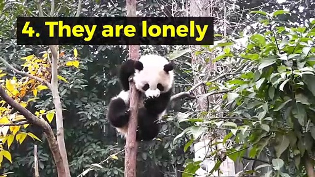 8 interesting facts about Giant Panda