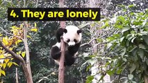 8 interesting facts about Giant Panda