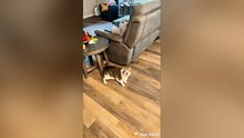Funny cat