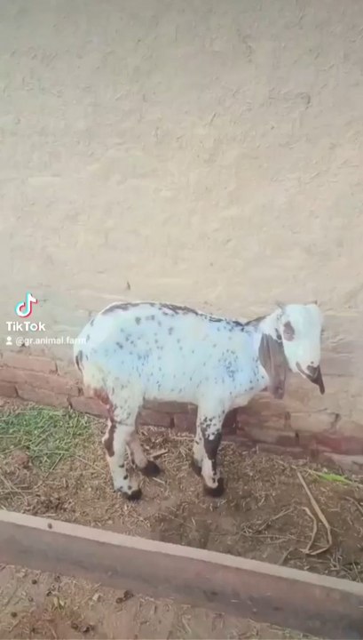 GR Animal Farm 91 🐄🐓