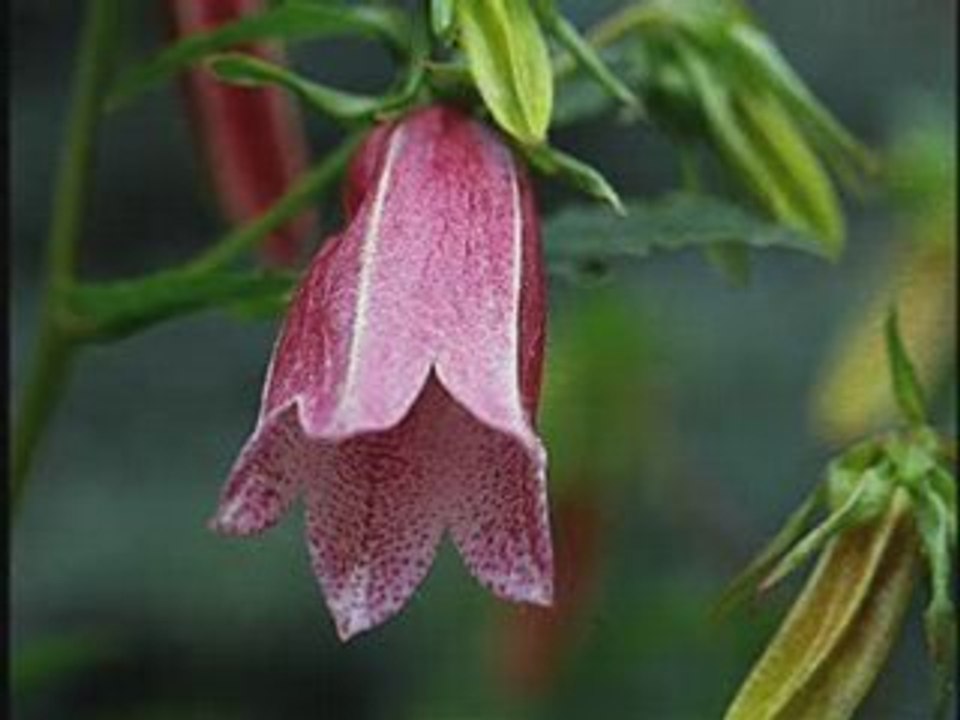 . La Maleva- The Malando tango orchestra [DECCA]78rpm