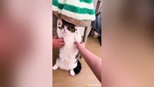 Funny cat