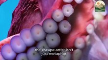 Inside the Mysterious World of the Octopus