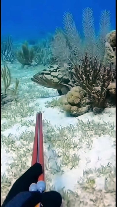 When a grouper fightback