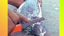 YE KAY HOGYA 😭🗡️🕊️ PART 1🙏 #shortsfeed #shortvideo #trending #pigeonshonki #pigeon