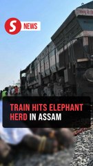 Seven elephants killed in India train accident