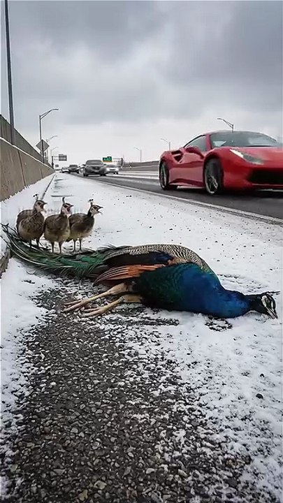 Injured Peacock & Babies in Snowfall | Girl Stops Car to Save Them | Emotional Wildlife Video