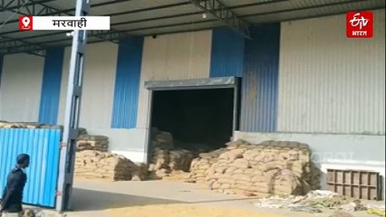 मरवाही में शहद खाने के राइस मिल में घुसा भालू, मधुमक्खियों के छत्ते देख टीन शेड में चढ़ा