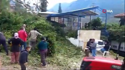 Kilosu 25 TL! Köylüler ormandan topluyor, Avrupa'ya ihraç ediliyor