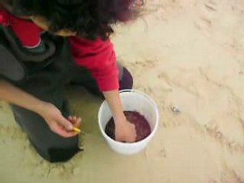 Sortie cap ferret 01 2008 337