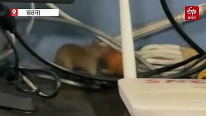 सतना जिला अस्पताल के स्टाफ ने खिलाई थी चूहे को मंगोड़ी! वार्ड इंचार्ज को नोटिस जारी