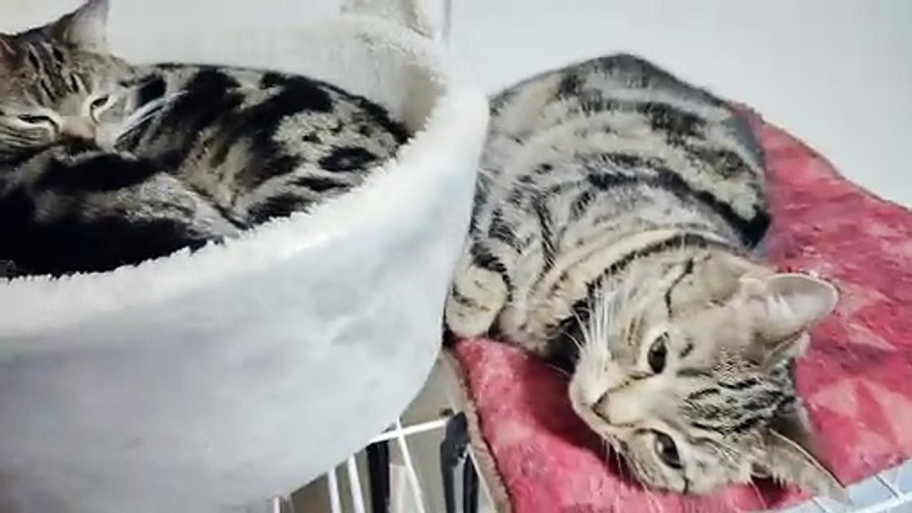 ケージの上でくつろぐ三姉妹