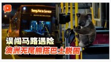 澳无尾熊过马路险被撞 巴士司机救下让搭顺风车