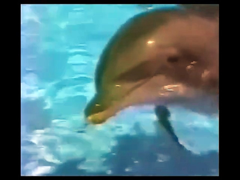 Emission mystères TF1 Ces dauphins qui nous sourient