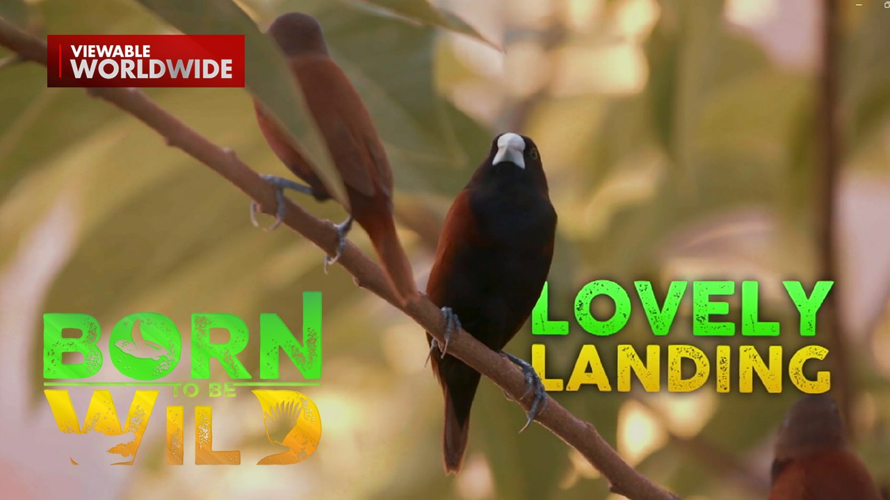 Bird watching sa Palawan, sinubukan ni Doc Nielsen Donato  | Born to be Wild