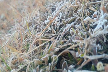 Video: मैनपाट का पारा पहुंचा 1.6 डिग्री, बिछी बर्फ सी सफेद चादर, पत्ते और फूलों पर जमीं ओस की बूंदें