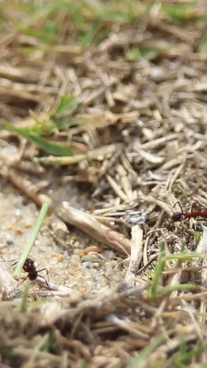 Take care of Queen Ant