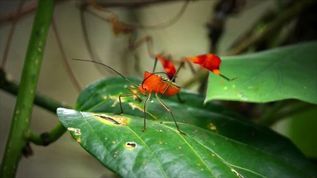Bugs That Rule the World_01