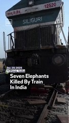 Seven Elephants Killed By Train In India