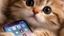 “Kitten Caught Scrolling on the Phone”