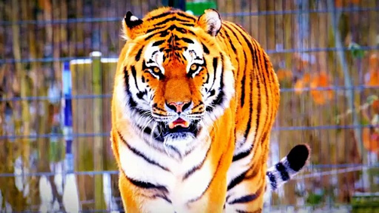 tiger walk
