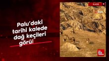 Elazığ Palu'daki tarihi kalede dağ keçileri görüldü