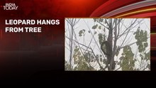 Watch: Leopard hangs upside down from tree in Uttarakhand, rescued