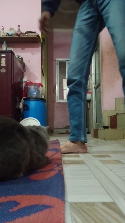 😼cute animals 😼❤️cute kitten