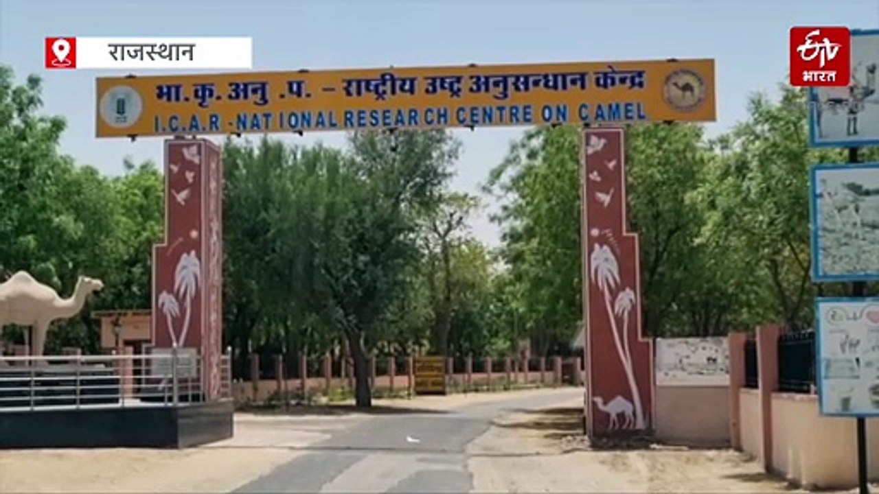 वैज्ञानिकों ने ऊंट के खून से बनाई एंटी-स्नेक वेनम, 'बांडी' सांप के काटने से होने वाली मौतों पर लगेगी रोक