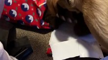 Dog Gets New Toy for Christmas—and Instantly Forgets the World|| Heartsome 💖
