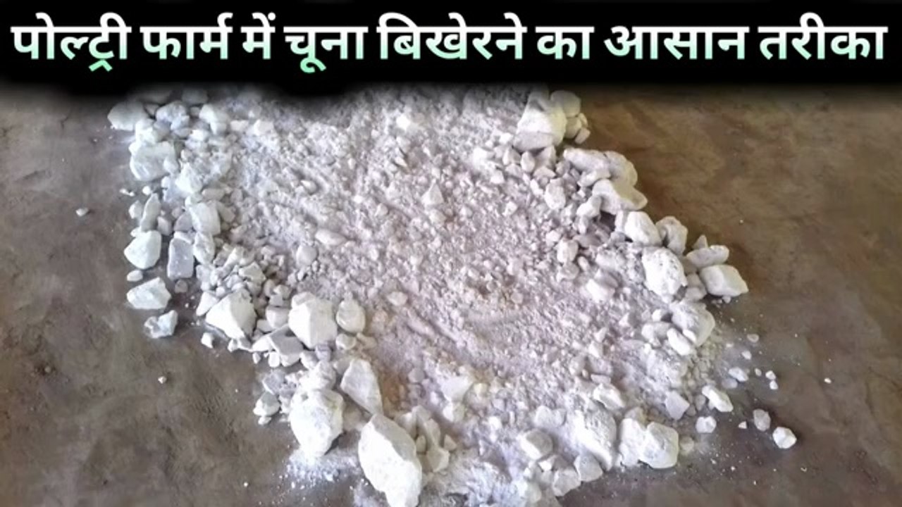 poultry farm mein chuna bikharne ka tarika | poultry farm cleaning machine | layer poultry farm loan