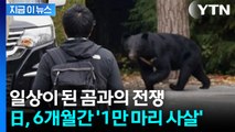 일본, 6개월간 '1만 마리 사살'... 끝나지 않은 곰과의 전쟁 [지금이뉴스] / YTN