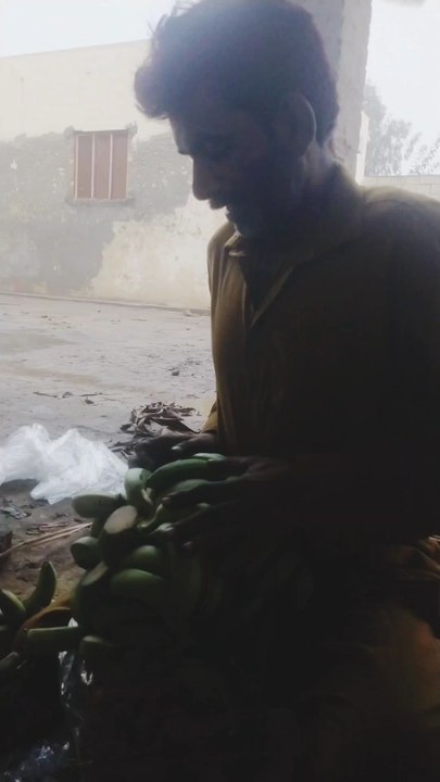 Banana store packing the Banana