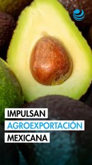 Aguacate y berries estrenan certificación laboral como eje de la agroexportación mexicana