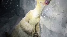 Ice age movie character frozen in Iceland