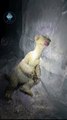 Ice age movie character frozen in Iceland