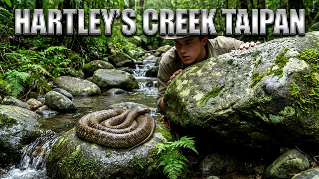 Hartley's Creek Taipan Queensland Australia