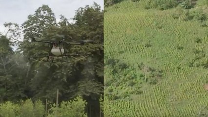 Gobierno confirma fumigación con drones y glifosato en cultivos ilícitos donde comunidades rechacen sustitución