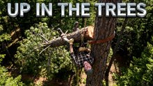Up In The Trees