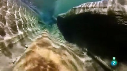 El planeta bajo el agua: Los gigantes del mar