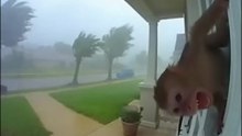 Monkey Gone with the Storm! 😱